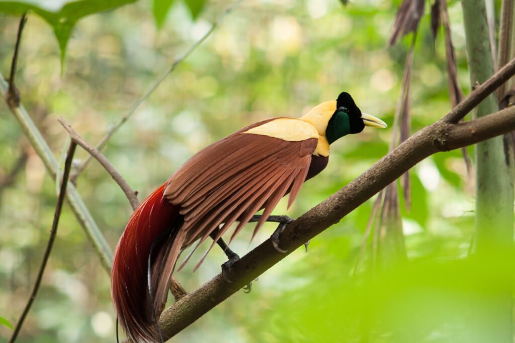 bird of paradise