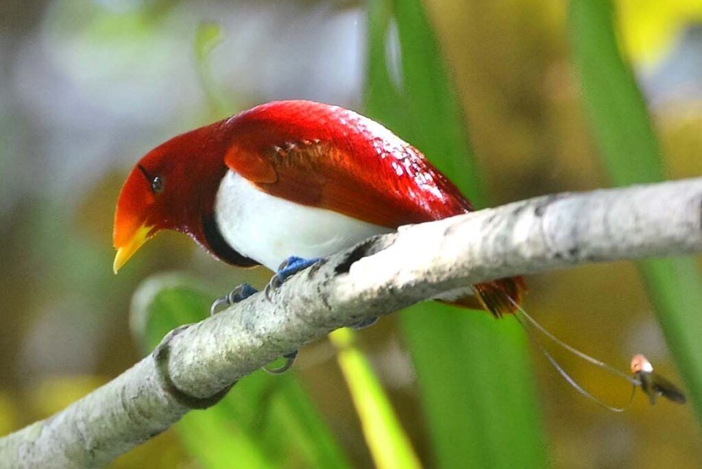 Birdwatching