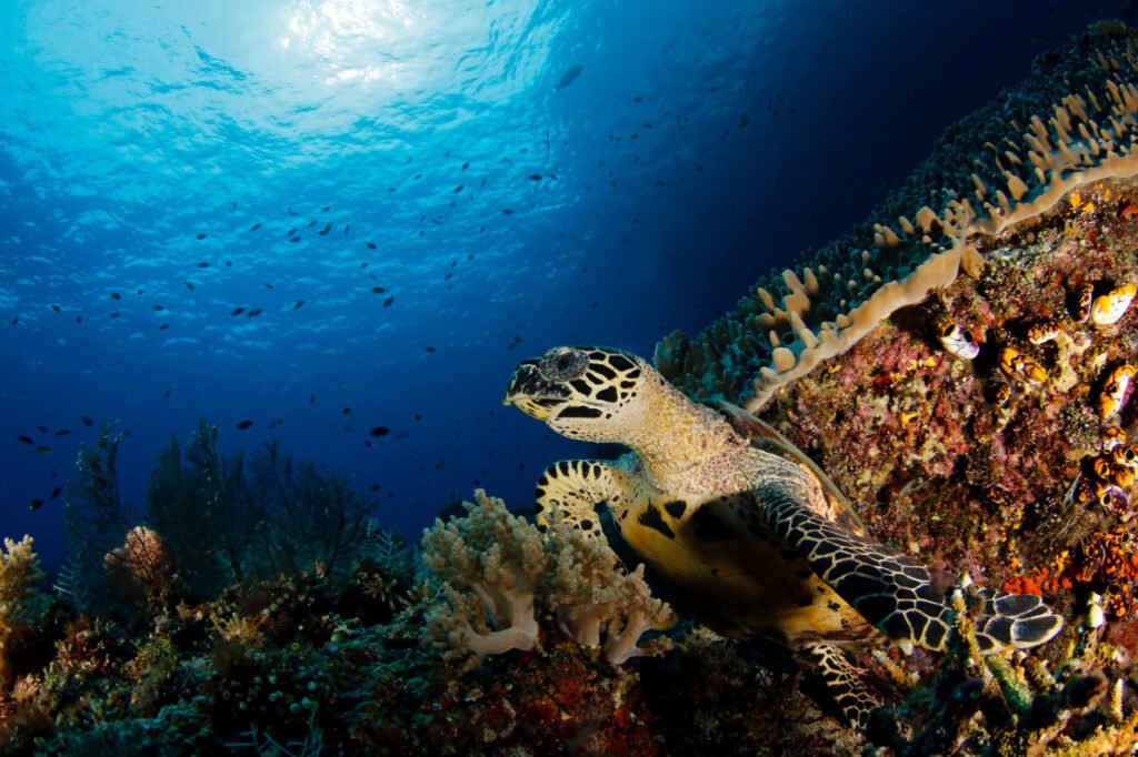 Snorkeling