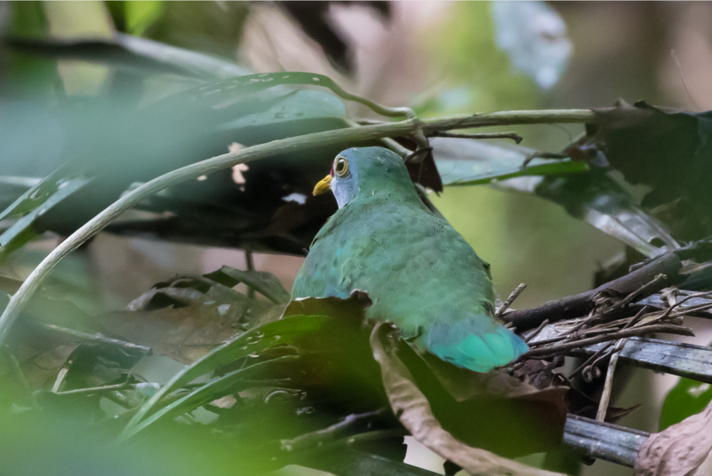 Beautiful Fruit-dove