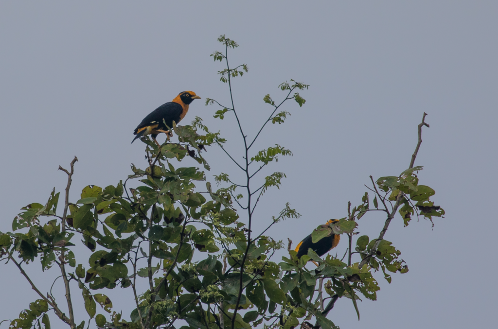 Golden Myna