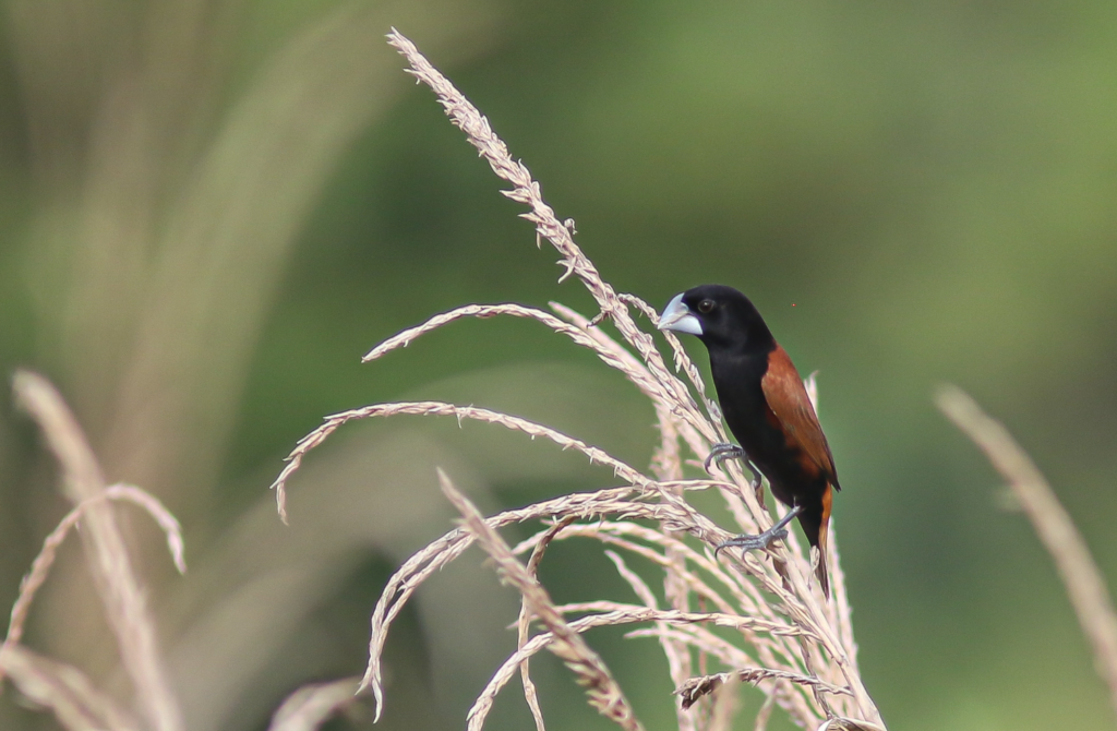 Grand Munia