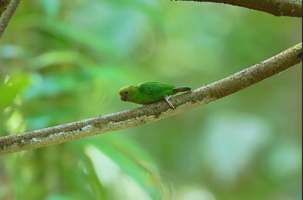 Yellow-capped Pygmy-Parrot