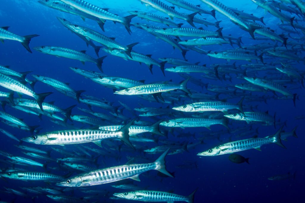 A school of Barracuda in blue water above a tropical coral reef