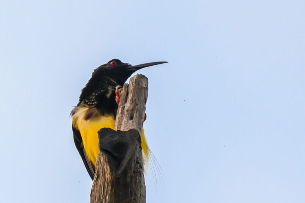 Twelve wired Bird of Paradise WWF_Firdaus Syahril