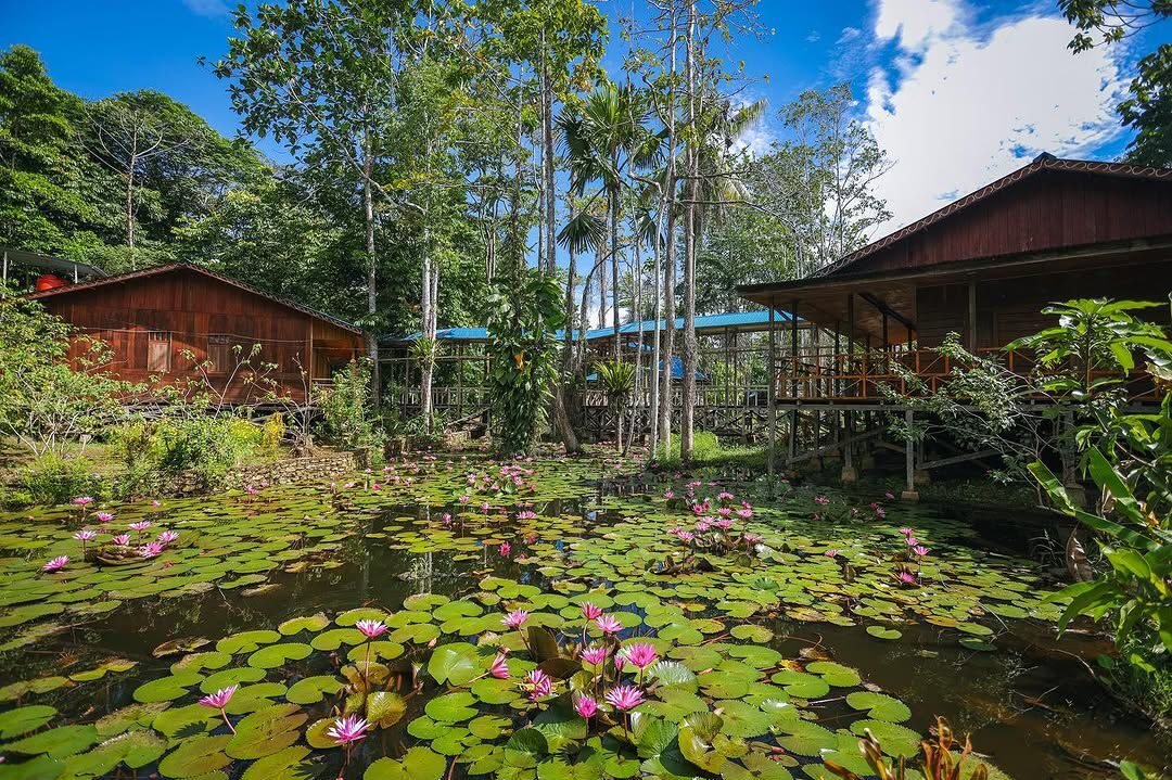 Lotus Pond