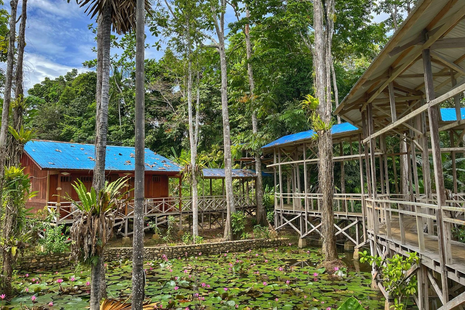 Lotus Pond