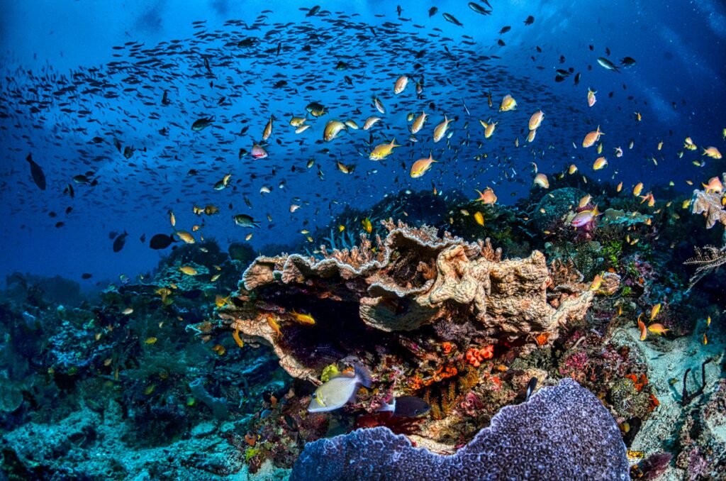 Explore the vibrant marine life and colorful corals beneath West Papua's crystal-clear waters.