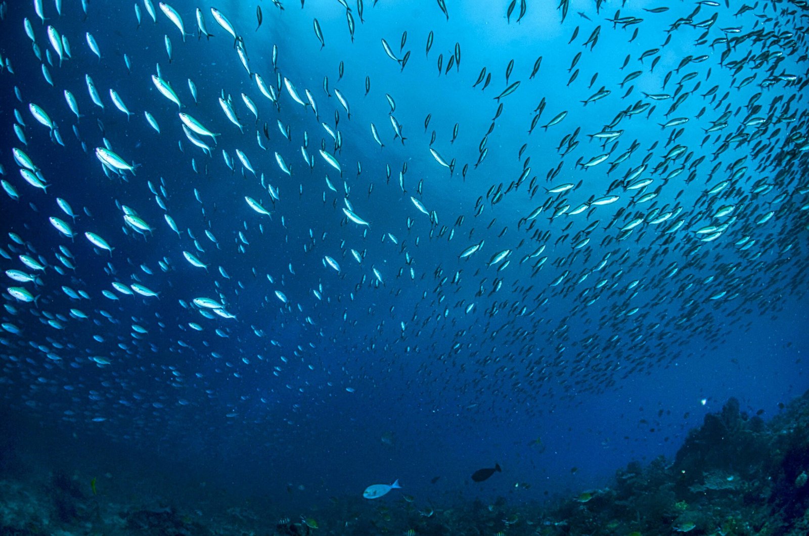A mesmerizing view of a school of fish swimming in the clear waters of West Papua, Indonesia.