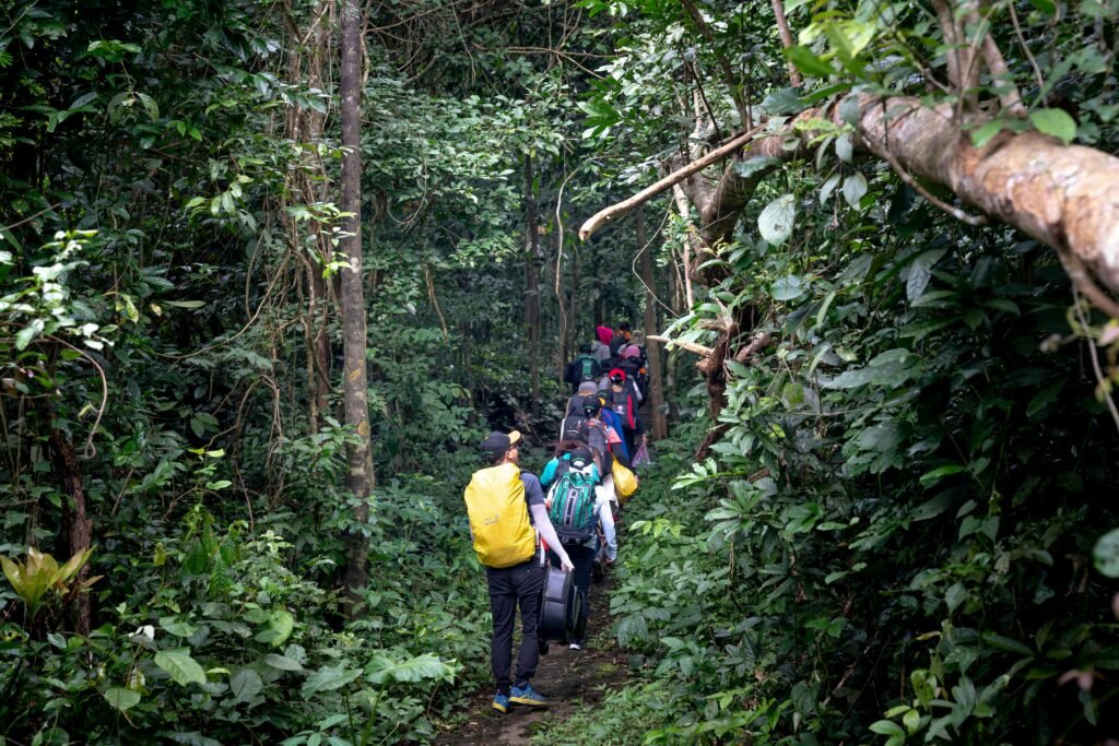 A group of hikers with backpacks trek through a lush rainforest trail.