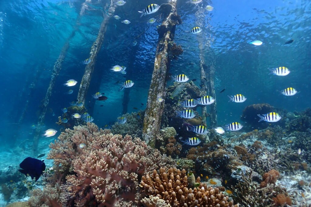 Underwater-1