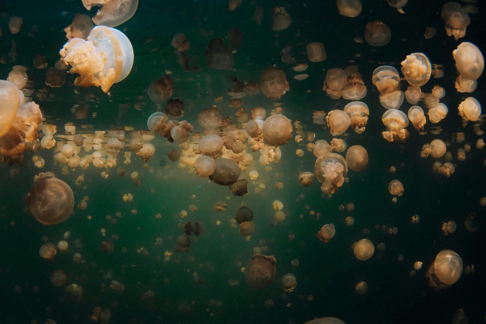 Captivating underwater scene of numerous jellyfish in West Papua, Indonesia.