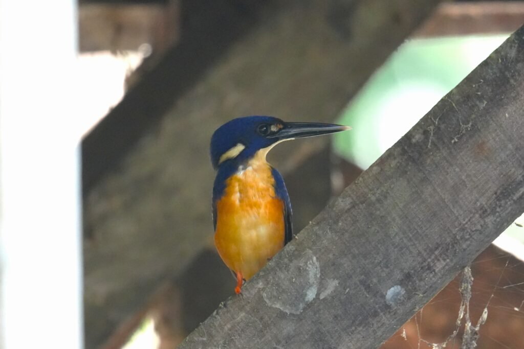 Azure Kingfisher