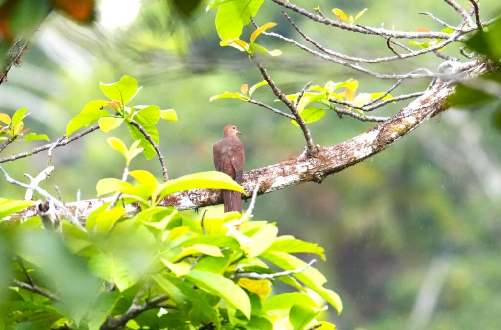 Black-billed Cuckoo Dove