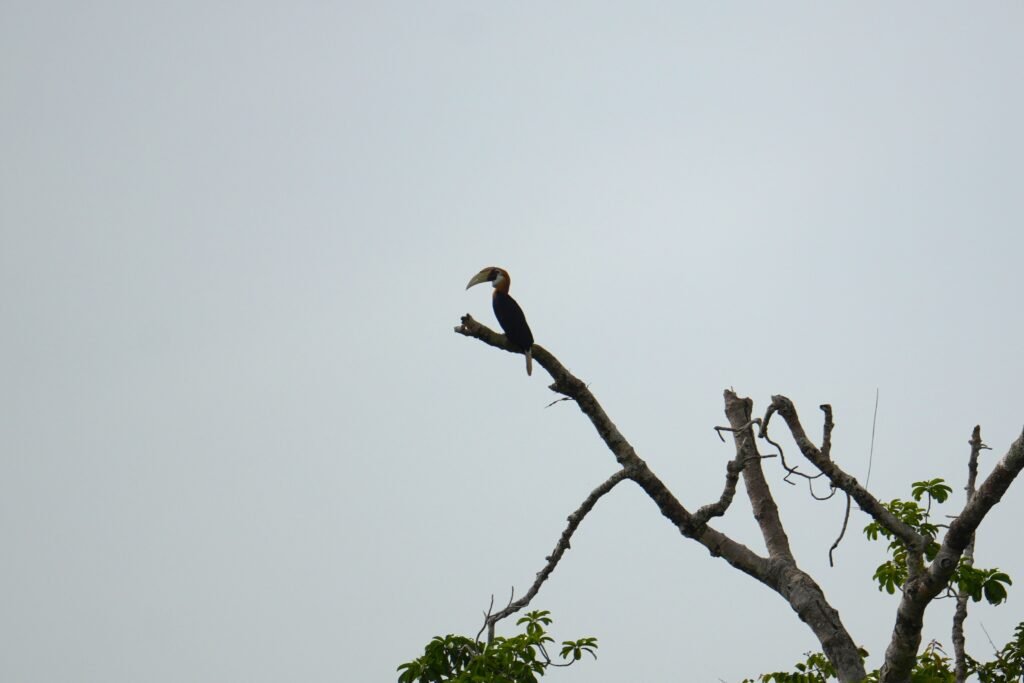Blyt'h Hornbill