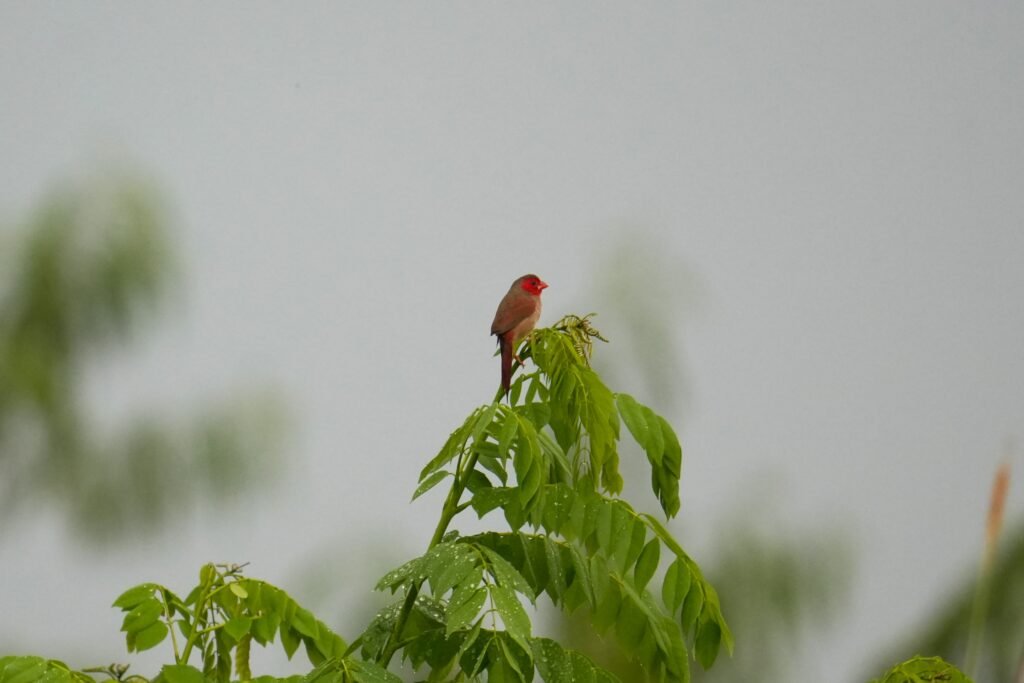 Crimson Finch2