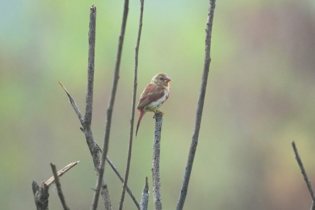 Crimson Finch3