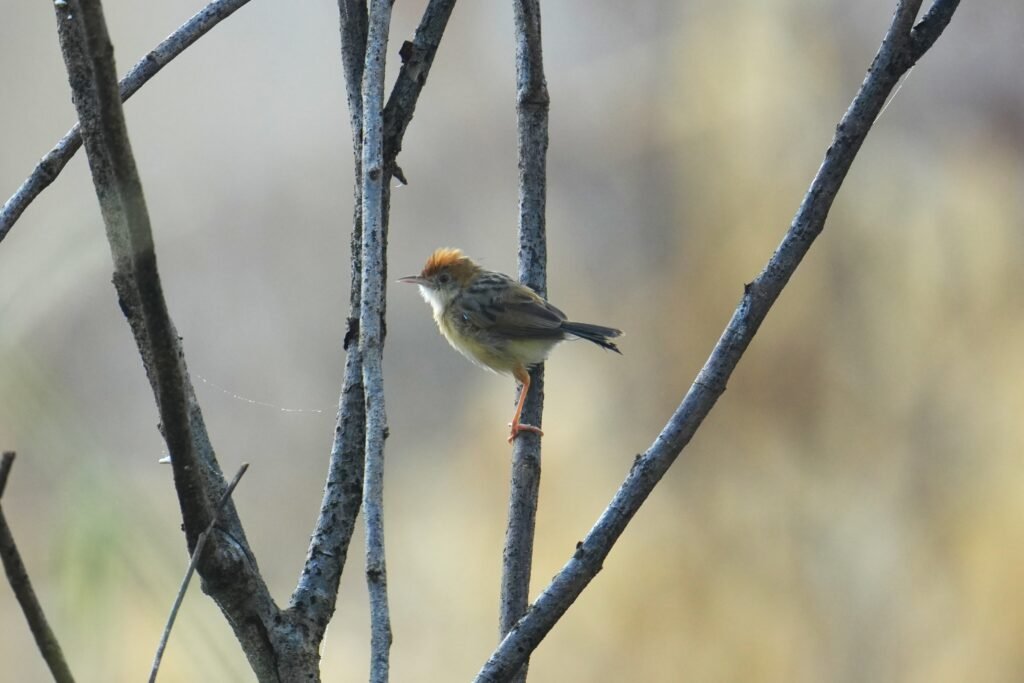 Golden-headed Cisticola