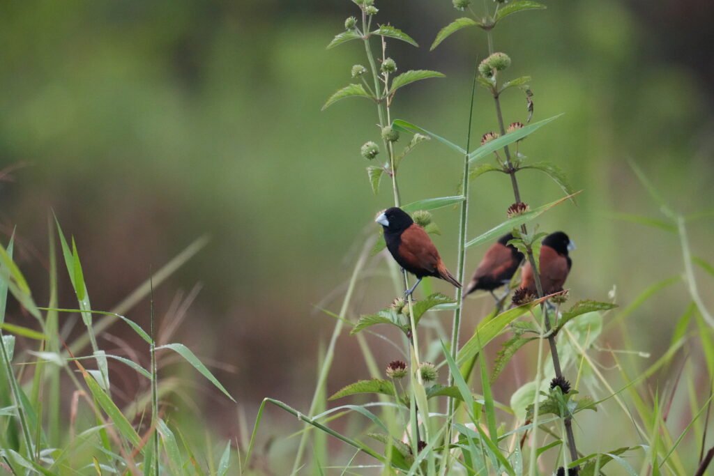 Grand Munia