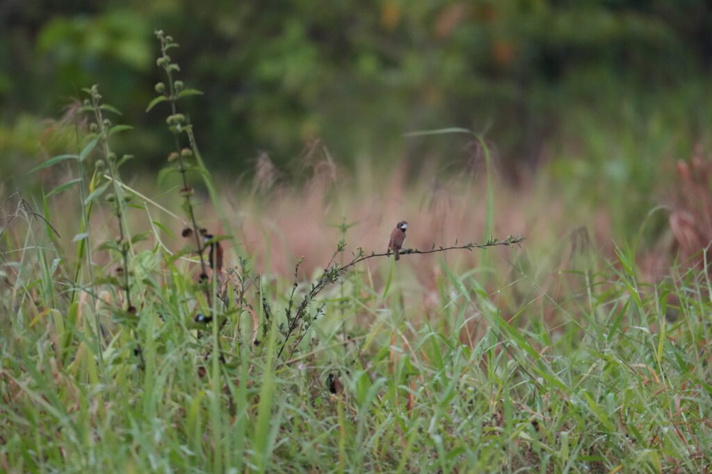 Grand Munia Female