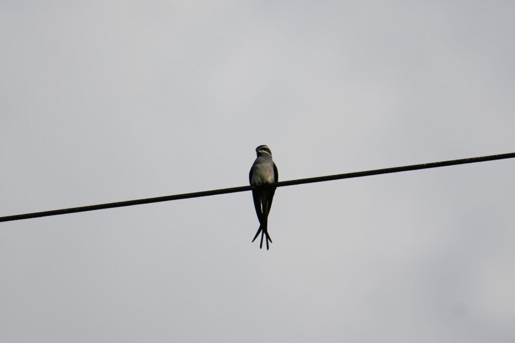 Moustached Treeswift