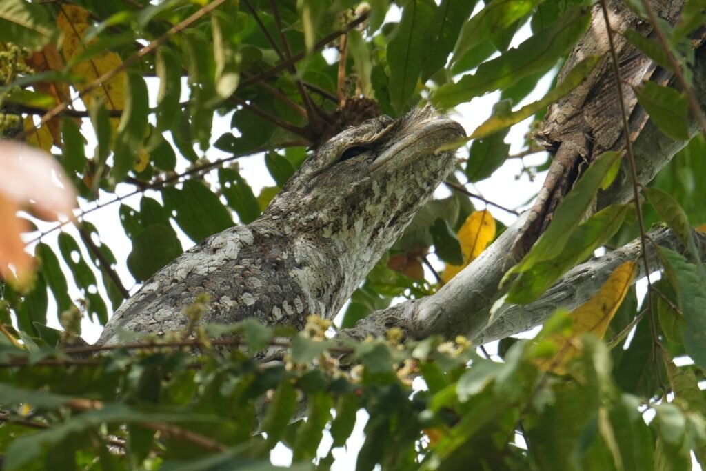 Papuan Frogmouth