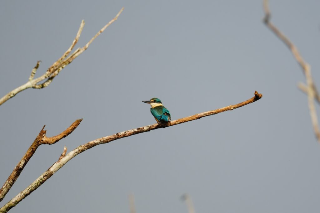 Sacred Kingfisher