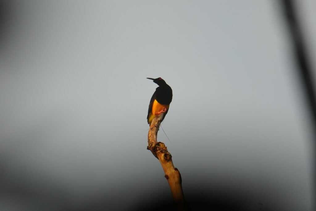 Twelve Wired Bird of Paradise