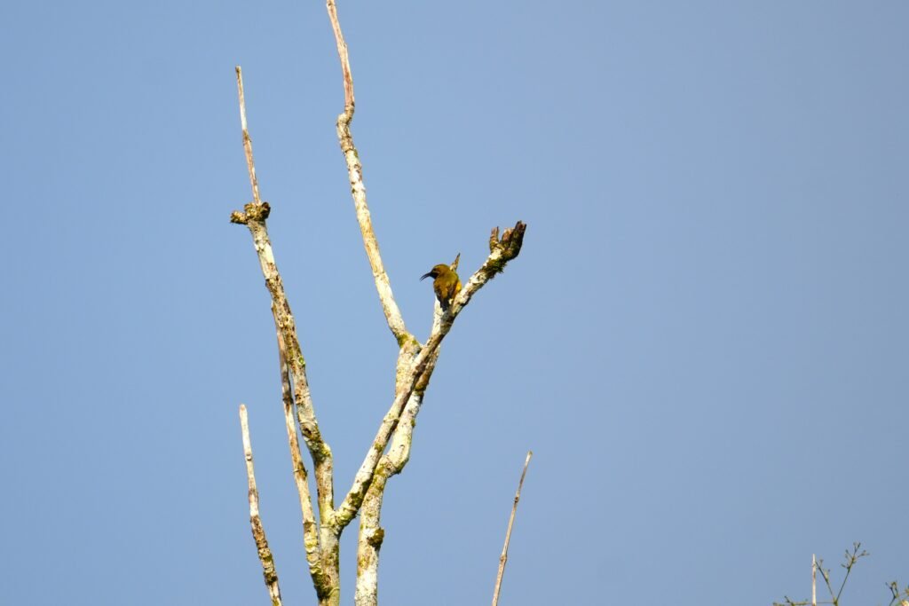 Yellow Sunbird