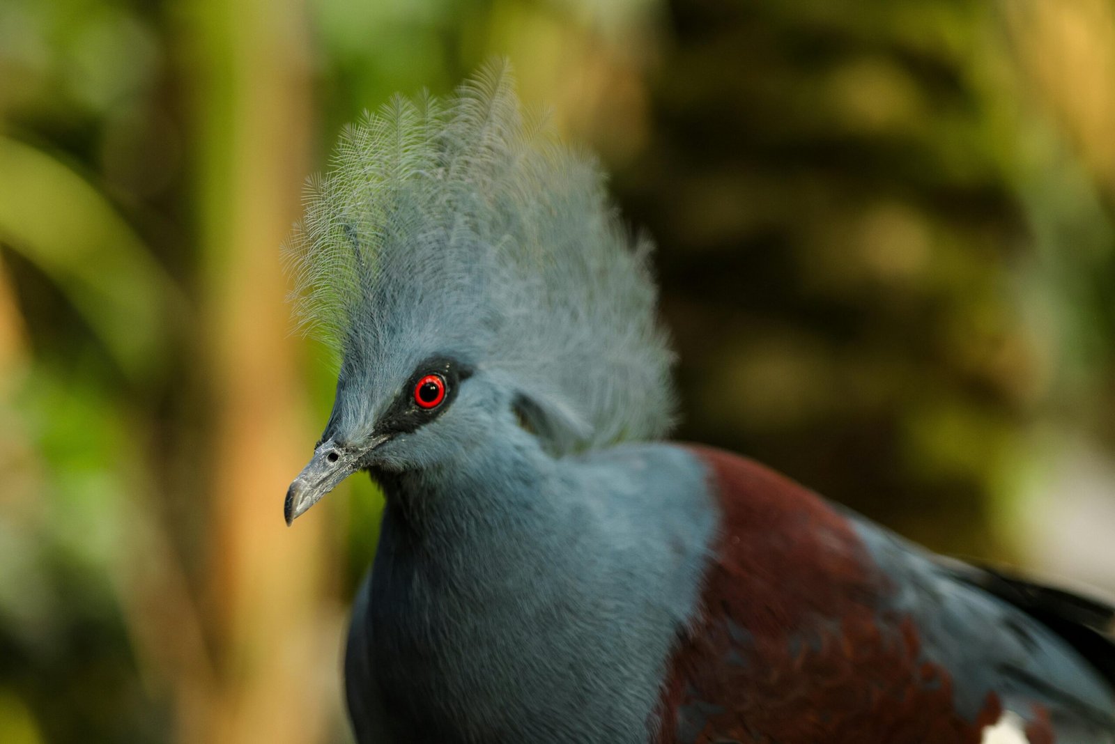 Stunning close-up of Victoria Crowned Pigeon showcasing intricate plumage and striking red eyes.