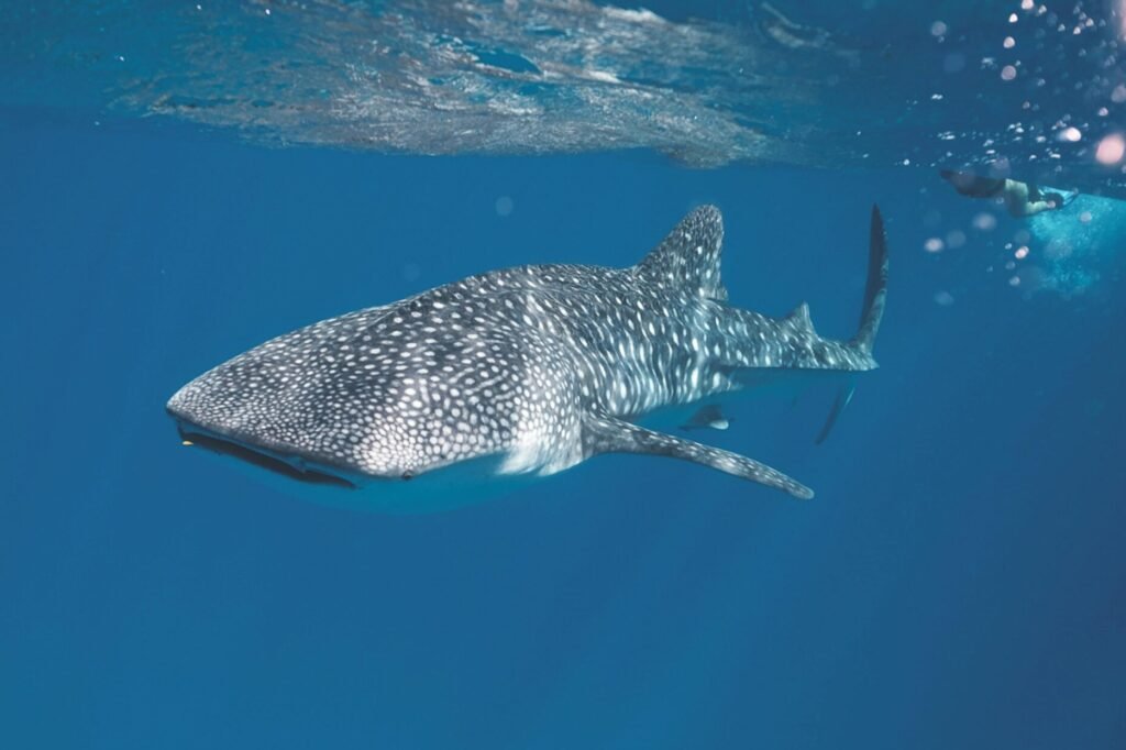 Whale shark swimming under crystal clear water of ocean near surface under sunlights