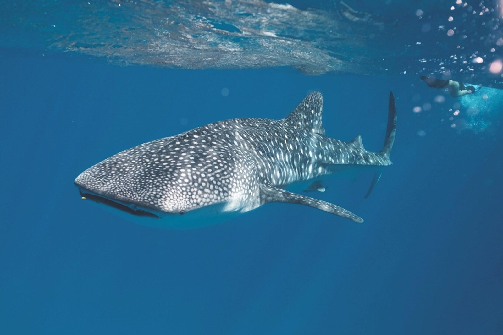 Whale shark swimming under crystal clear water of ocean near surface under sunlights