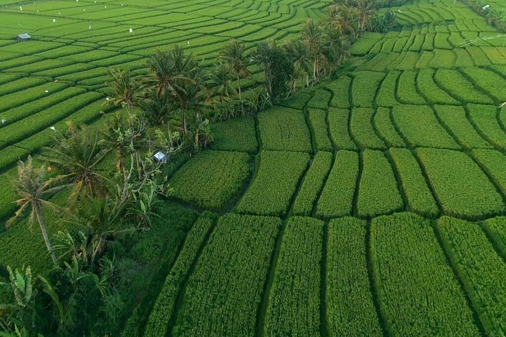 Beautiful aerial view of lush green rice terraces with coconut trees in the countryside.