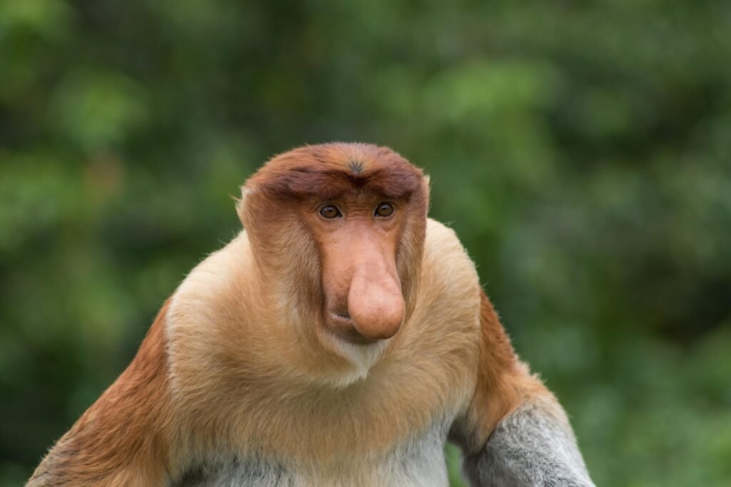 monkey, wildlife, nature, proboscis, animal, forest, borneo