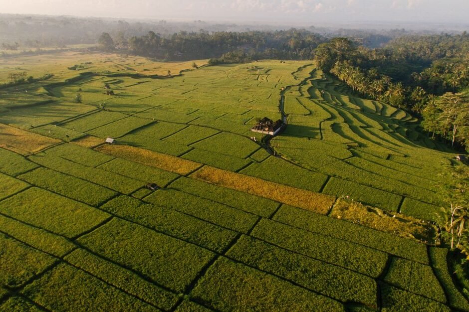 A stunning aerial photograph capturing expansive lush green rice fields under a bright morning sky.