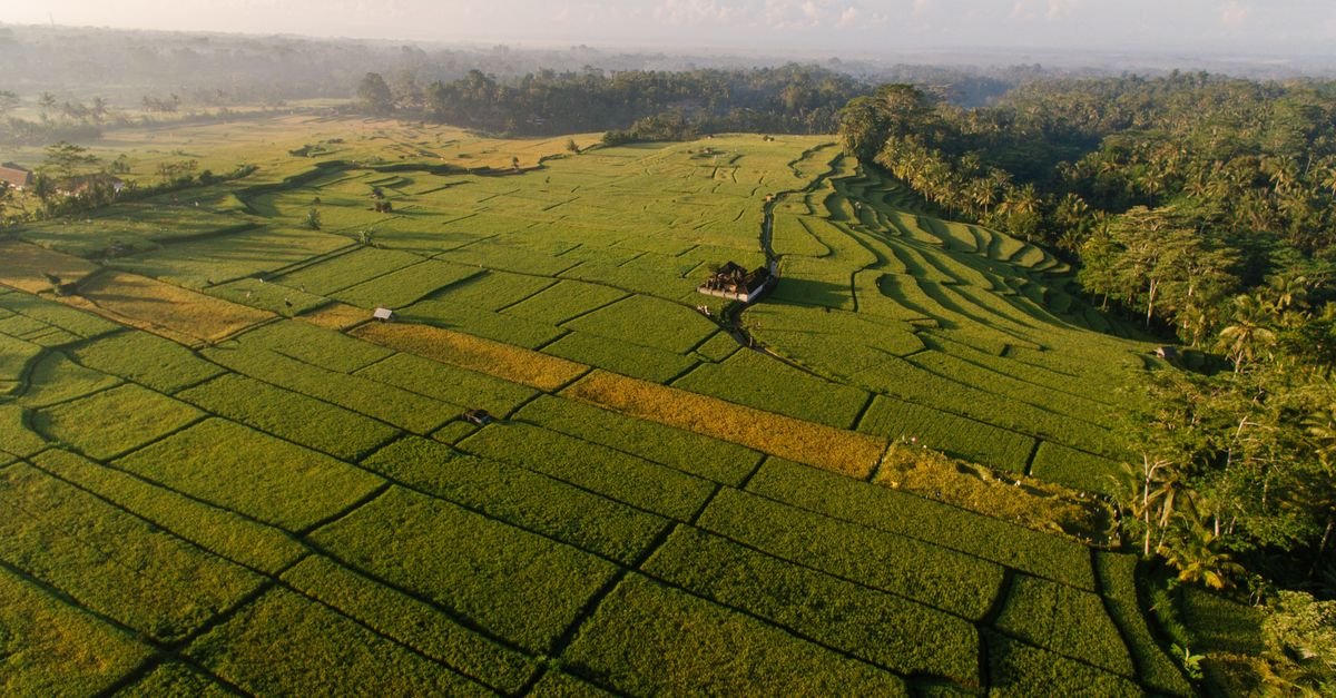 A stunning aerial photograph capturing expansive lush green rice fields under a bright morning sky.