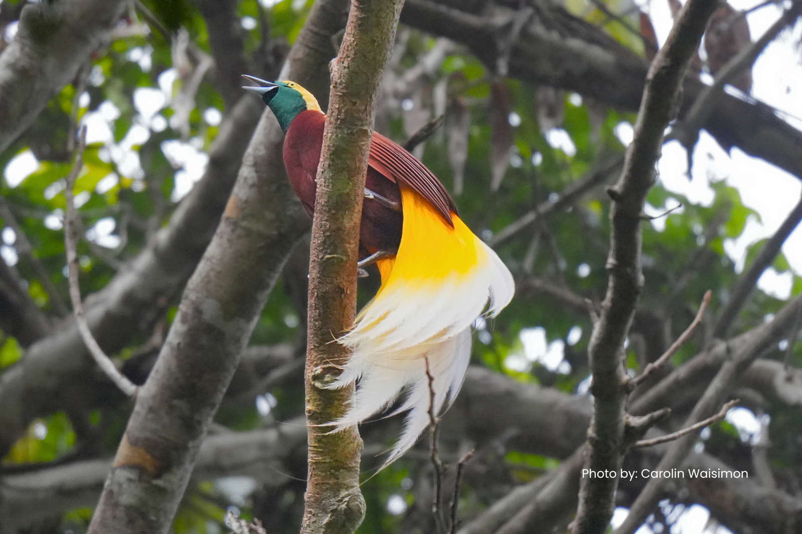 Lesser Bird-of-Pardise