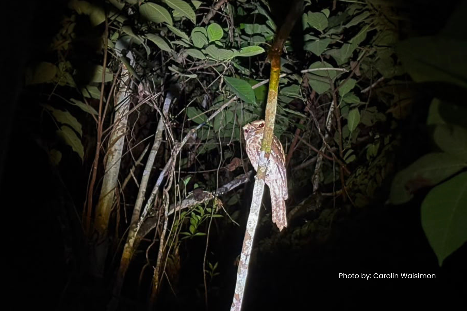 Night Birding Trek