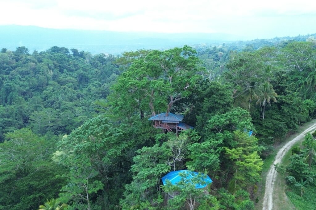 Tree House
