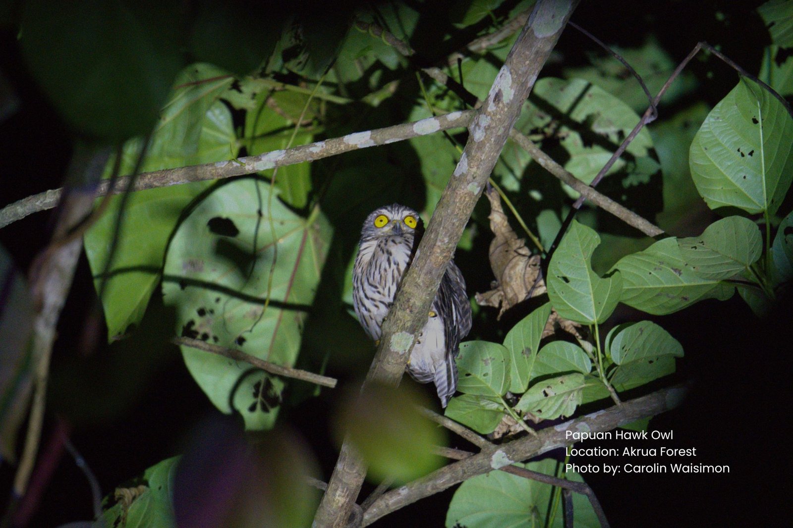 Waru Travel Photo (51)
