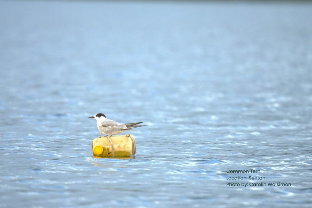 Wildlife