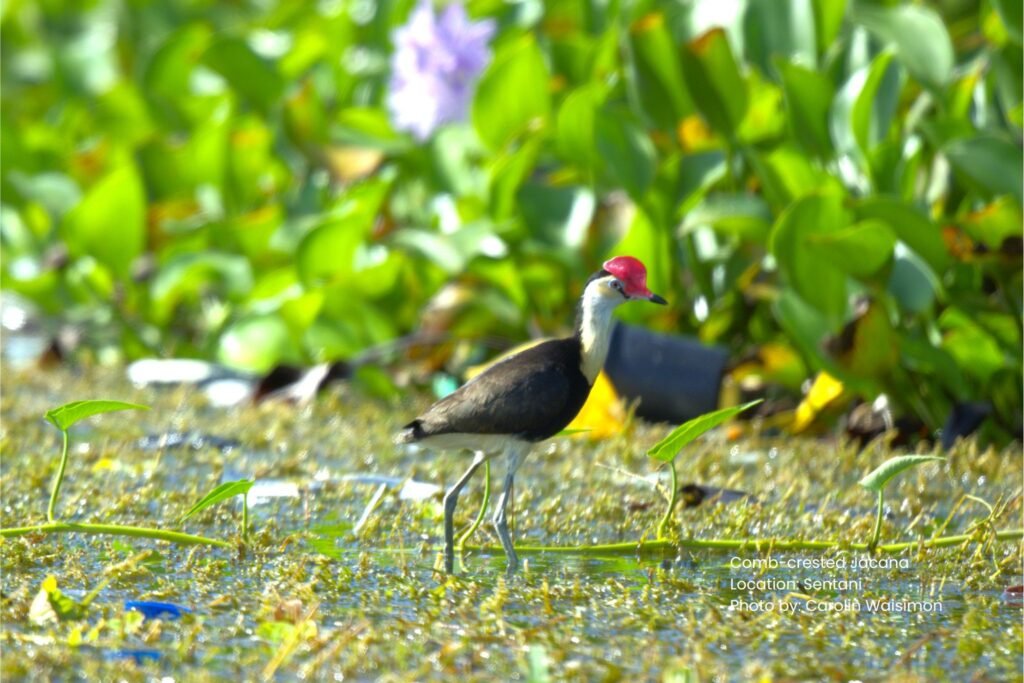 Wildlife